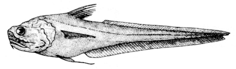 Coryphaenoides brevibarbis